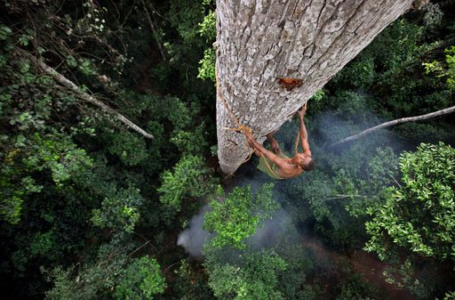 Die Korowai im Dschungel von Neuguinea errichten riesige Baumhäuser in 35 Meter Höhe, nur mit Muskelkraft und Steinzeit-Technologie.