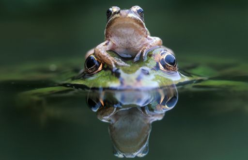 Vorschau Bild von Kärntens Naturschönheiten mit allen Sinnen erleben.