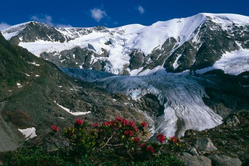 Vorschau Bild von Almrosen vor dem Taschachferner in den Ötztaler Alpen - MountainHoliday bietet Wandertipps zu den tollsten Plätzen in den Alpen.