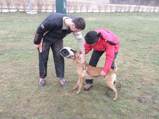  Sportliche Schutzhundearbeit verhindert unkontrollierbare Aggression