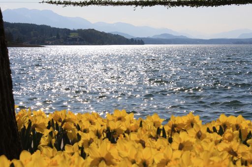 Vorschau Bild von Blumenpracht am Wörthersee