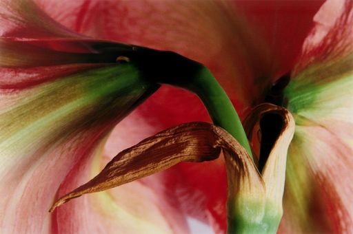 Vorschau Bild von Elfriede Mejchar (geb. 1924), untitled, 1997, C-print, 20 x 30,5 cm