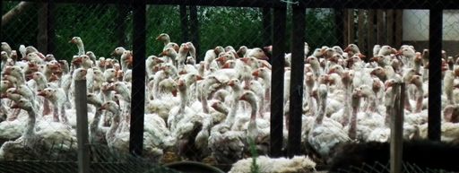  Strafanzeigen gegen illegalen Lebendrupf 
VIER PFOTEN fordert: Die internationale Gänsedaunen-Lobby muss endlich handeln