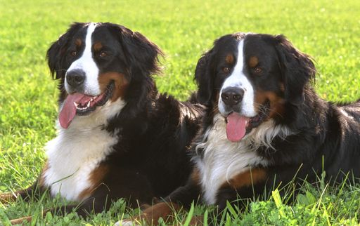 Zwei prächtige Berner Sennenhunde.