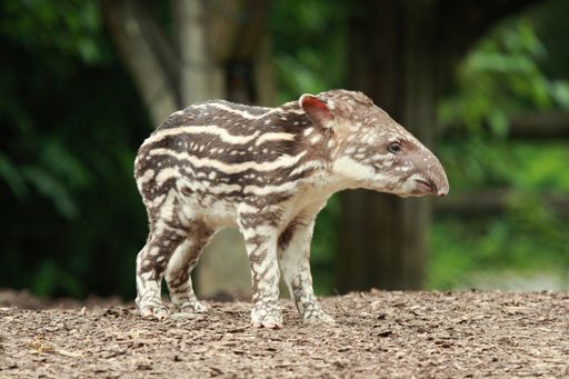 Klein-Tapir trägt eine modische Tarnkleidung.