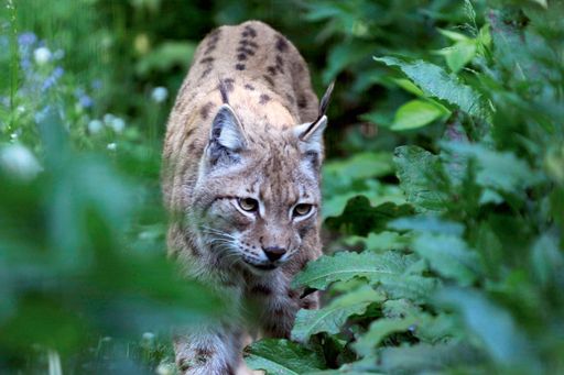 Vorschau Bild von Die Luchse beziehen im August ihr neues Riesengehege mit über 2.000 m2