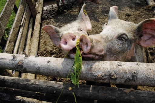 PIGfeiner Urlaub am Bauernhof im SalzburgerLand.