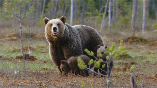 In den Wäldern nahe der russischen Grenze gibt es bis heute Tiere, die aus besiedelten Gebieten längst vertrieben wurden: Wölfe, Vielfraße und Braunbären.