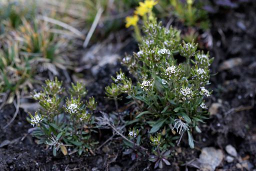 Alpenbreitschötchen (Braya alpina) - Erstnachweis für Osttirol