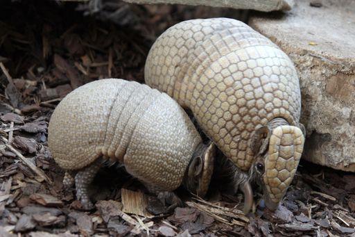 Der kleine Lancelot ist die erste Kugelgürteltier-Nachzucht in der Tierwelt Herberstein.
