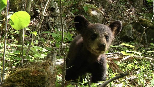 Naturfilmer Gordon Buchanan begleitet ein Jahr lang eine Schwarzbären-Familie in den Nadelwäldern Minnesotas.