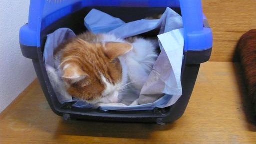  Im oberösterreichischen Lembach wurde am Montag ein junger Kater in einem - eigentlich für Tierkadaver gedachten - luftdichten Kühlcontainer gefunden. Er war stark unterkühlt und hat es dem Zufall zu verdanken, dass er überlebt hat.