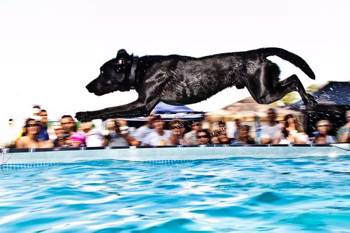 http://www.apa-fotoservice.at/galerie/2106/   
1. Wiener Hundetag - Glückliches Miteinander vom Mensch und Hund.