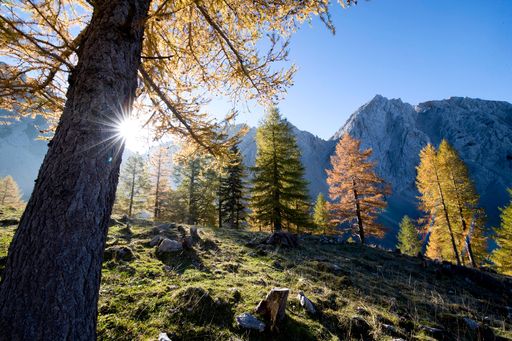 Milde Temperaturen, raschelndes Laub, goldene Farbenmeere - der Herbst taucht Kärnten in das schönste Licht auf der Südseite der österreichischen Alpen. Und macht Lust auf puren, abwechslungsreichen Wander- und Kulinarikgenuss.