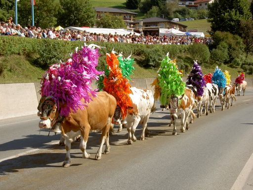 Der Almabtrieb, der Heimmarsch der Sennerinnen und Senner mit ihren Kühen, ist in der Ferienregion Hohe Salve seit Jahrzehnten ein wunderschönes Traditionsfest