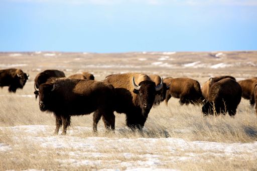 ServusTV-Tipp: 'Terra Mater' Die Prärie - Amerikas Serengeti, Mittwoch, 14. September von 20.15 - 21.15 Uhr