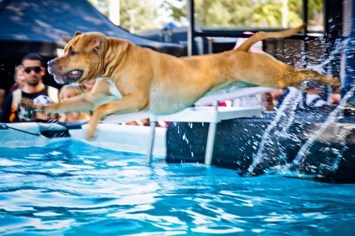  2011 erstmals in Tulln: Das Pro Plan Dog Diving - der ultimative Wasserweitsprung Spaß für Ihren Hund.