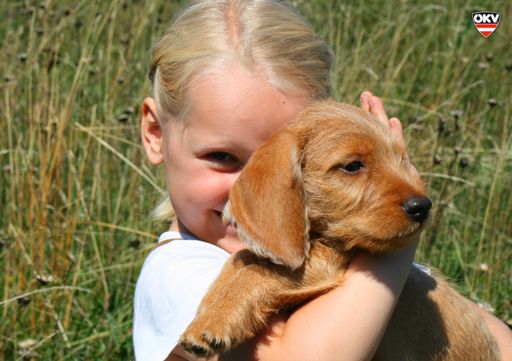 Anna & ihr Basset fauve de Bretagne  "Amelie"  freuen sich schon auf Tulln!