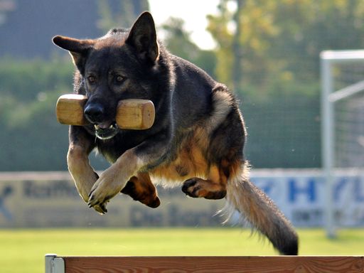  Sportliche Arbeit mit Hunden, Dt. Schäferhund.