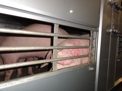  Tiertransporter mit verletzten, blutigen Schweinen aus Deutschland auf Westautobahn gesichtet