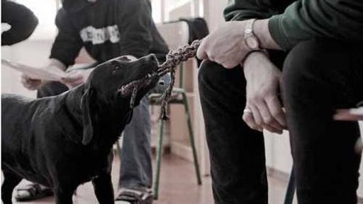 Vorschau Bild von Mensch-Hund Interaktion: Wiederholter Kontakt zu Hunden
führt bei Kindern und Erwachsenen zu erstaunlichen Verbesserungen im Erkennen von Emotionen