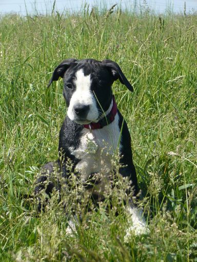 Junge American Staffordshire Terrierhündin