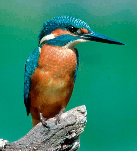 Vorschau Bild von Eisvogel