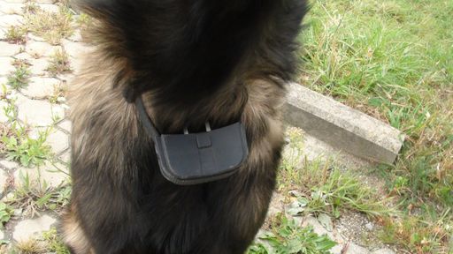 In einem KFZ-Betrieb in Donnerskirchen, (Burgenland) konnte ein Hund von einem Elektroschockgerät befreit werden. Dem 26 Wochen jungen Belgischen Schäfer war die illegale Apparatur um den Hals geschnallt worden, um ihn durch schmerzhafte elektrische Reize abzuhalten, vom Firmengelände wegzulaufen.