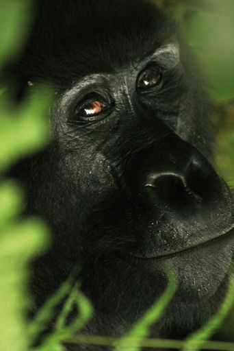 Vorschau Bild von Uganda-Ruanda: Gorilla in Uganda