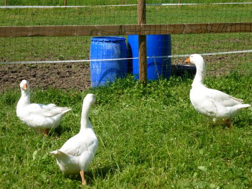 "Die Gänse auf den "Franz von Assisi-Höfen" des Österreichischen Tierschutzvereins müssen zu Martini nicht um ihr Leben fürchten!"