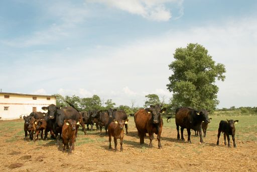 Die Esterházy Betriebe und der WWF erweitern ihre Zusammenarbeit zum Schutz des Neusiedler See Schilfgürtels außerhalb des Nationalparks Neusiedler See - Seewinkel.