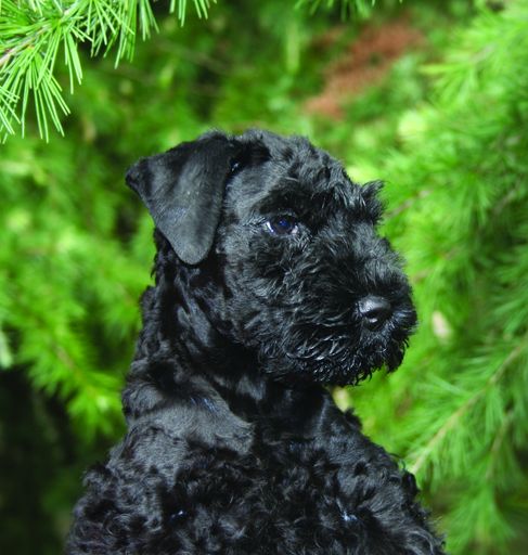 Auch dieser junge Kerry Blue Terrier freut sich schon auf Ihren Besuch...