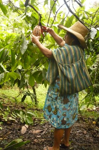 Kakaoernte: Vorsichtig erntet die Kleinbäuerin der peruanischen Genossenschaft Cepicafe die reifen Kakaoschoten vom Baum.