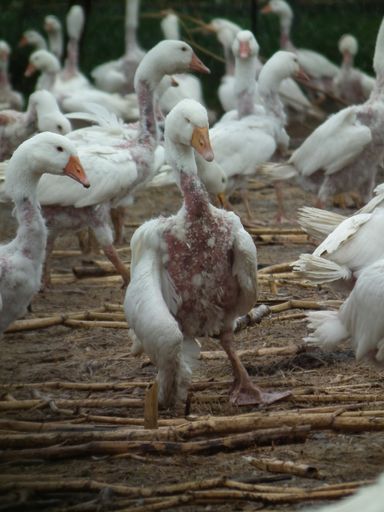 Ungarn bricht EU-Recht / Gänse trotz Verbot lebendig gerupft