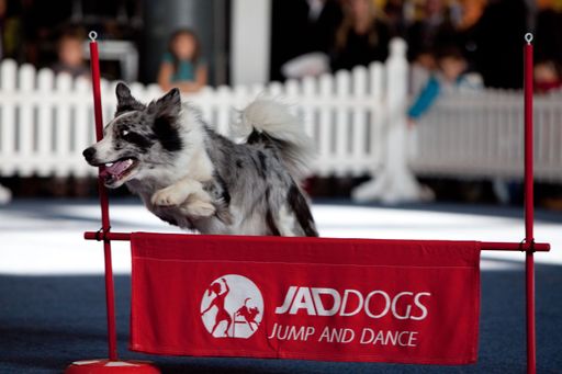 http://www.apa-fotoservice.at/galerie/2485/ Tolle Shows wie hier JAD Dogs begeisterten das Publikum