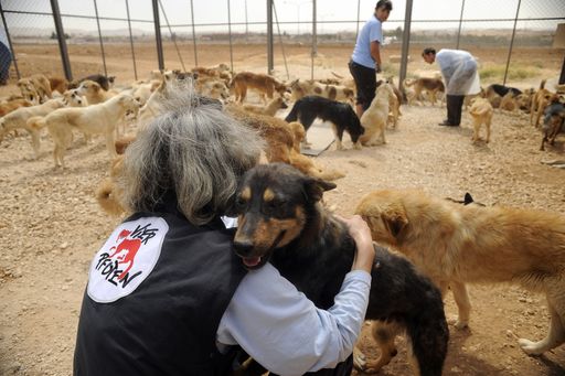 Vieles erreicht, noch viel zu tun: Streunerhilfe-Rückblick 2011. VIER PFOTEN-Team behandelt über 8.000 Tiere auf drei Kontinenten