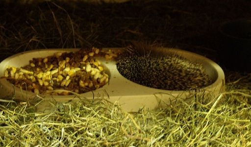 "Der Igel hat es sich für seinen Winterschlaf in der Futterschüssel gemütlich gemacht"