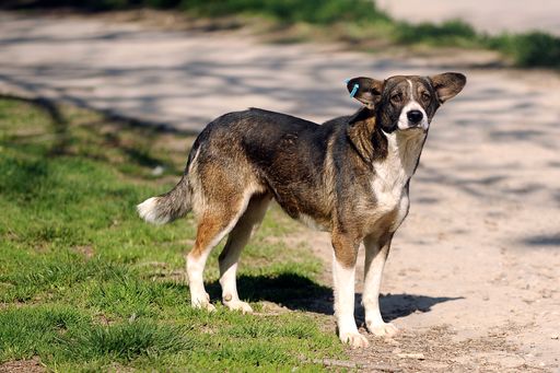 Dieser Streunerhund wurde von einem VIER PFOTEN-Team kastriert, medizinisch behandelt und entsprechend markiert, um seine Tötung zu verhindern.
