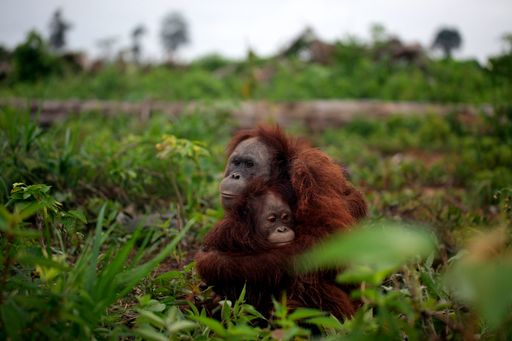 Vorschau Bild von "Im Angesicht der tödlichen Bedrohung durch die Kopfgeldjäger hält die Orang Utan-Mutter ihr Kleines fest, um es zu beruhigen."