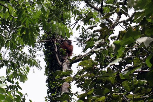 Vorschau Bild von "Nach der erfolgreichen Rettung klettert die Orang Utan-Mutter mit ihrem Kleinen sofort auf einen Baum in Sicherheit."