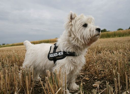 Vorschau Bild von JULIUS-K9 ist eines der Textilgewerbeunternehmen in Ungarn, das sich am dynamischsten entwickelt hat. Die Produkte des jungen Unternehmens, die Hundegeschirre, sind bei Polizeieinsätzen in Österreich oder durch die Arbeit von Rettungseinheiten mit Hundeverstärkung seit 2002 oft in den Medien zu sehen. Den Welterfolg der Firma brachten 2003 die sogenannten K9- oder besser gesagt "die sprechenden Hundegeschirre".