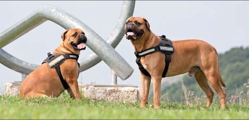 Vorschau Bild von JULIUS-K9 ist eines der Textilgewerbeunternehmen in Ungarn, das sich am dynamischsten entwickelt hat. Die Produkte des jungen Unternehmens, die Hundegeschirre, sind bei Polizeieinsätzen in Österreich oder durch die Arbeit von Rettungseinheiten mit Hundeverstärkung seit 2002 oft in den Medien zu sehen. Den Welterfolg der Firma brachten 2003 die sogenannten K9- oder besser gesagt "die sprechenden Hundegeschirre".