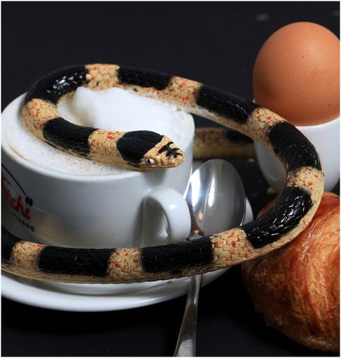 Vorschau Bild von Nach einem leckeren Frühstück im Stadtcafé treffen "eat & meet"-TeilnehmerInnen beim "giftigen Frühstück" am 4. März im Haus der Natur auf Boa, Mamba und Agame.