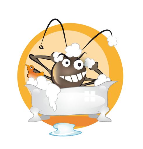 Vorschau Bild von Häufiges Haare-Waschen stört die Kopflaus nicht.