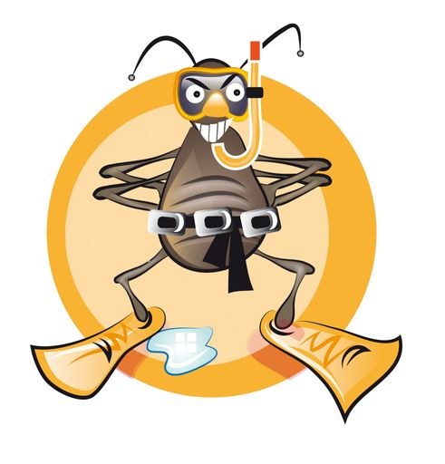 Vorschau Bild von Kopfläuse überleben viele Stunden unter Wasser.