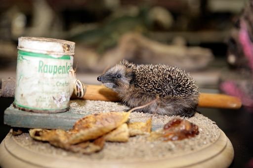Parallel zur "Hohen Jagd & Fischerei" und "absolut allrad" findet vom 23. bis 26. Februar 2012 "Die Weltmeisterschaft der Präparatoren" statt, bei der Hunderte von Präparaten quer durch die gesamte Tierwelt zu bewundern sind.