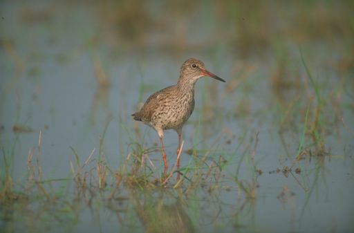 Der erste Zugvogel aus dem Süden ist im Seewinkel gelandet. Ranger der St. Martins Therme & Lodge haben diesen Rotschenkel (im Bild) Anfang dieser Woche entdeckt und fotografiert.