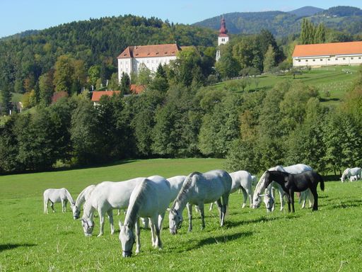 Vorschau Bild von Die Steiermark-Card öffnet von 1. April bis 31. Oktober 2012 die Türen zu über 80 Ausflugszielen vom Lipizzanergestüt Piber bis zum Stift Admont. Näheres auf www.steiermark-card.net