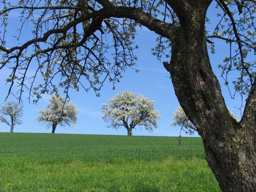 Vorschau Bild von Hirschbirnbaumblüte im Frühling.