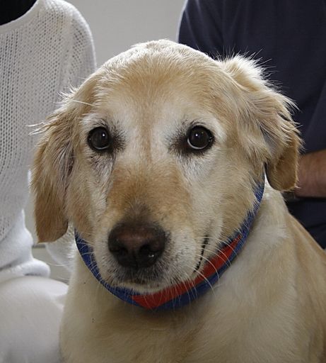 Hündin "Lissy", die bei dem tragischen Unfall auf der Tauernautobahn vergangenen Samstag schwer verletzt wurde, befindet sich auf dem Weg der Besserung.